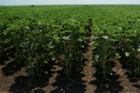 Testările RITAC APPR, hibrizii de floarea-soarelui Pioneer® au demonstrat performanță și stabilitate