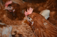 În premieră la MADR, târgul producătorilor de carne de pasăre și ouă