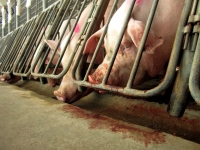 Executivul aprobă alocarea a 11 milioane de euro ca ajutor de adaptare excepțional destinat producătorilor de carne de porc
