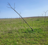 Daune majore provocate de Chlorophorus varius la nucul cultivat pentru lemn