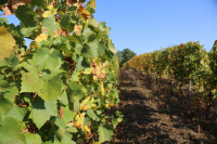 Ajutorul de 500 euro/ha pentru sectorul vitivinicol poate fi cerut la APIA în perioada 4 -14 decembrie 2020