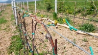 Atenție la făinare! Primul tratament la vița-de-vie