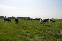Plafoanele SCZ, în dezbatere publică. Peste 185 milioane de euro pentru crescătorii de animale