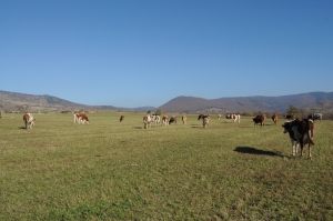 Abatorizarea în zona montană, niciun proiect depus pentru banii europeni