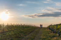 Vinea Apoldia Maior Fest, sărbătoarea recoltei de struguri