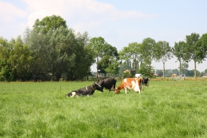 Sprijin financiar semnificativ pentru investiții în zootehnie