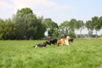 Sprijin financiar semnificativ pentru investiții în zootehnie