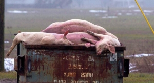 Pestă porcină confirmată la Valea Dragului