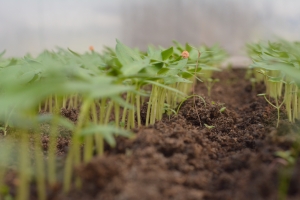 Circa 5.000 euro/ha, plafonul pentru sprijinul cuplat în sectorul vegetal
