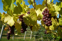 În atenția viticultorilor! Până la 30 iunie 2024 trebuie autorizate plantațiile de struguri pentru vin