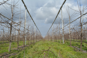 Stropirile de iarnă la pomii fructiferi