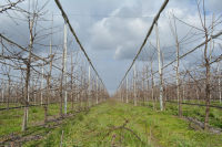 Stropirile de iarnă la pomii fructiferi