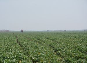 Registru unic național, în sistem electronic, pentru circulația şi destinaţia terenurilor agricole din extravilan
