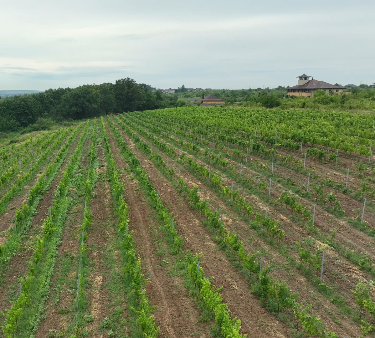 Vinul, gastronomia, produsele locale, chiar și cele cu IG, lipsesc din strategia de promovare a turismului României