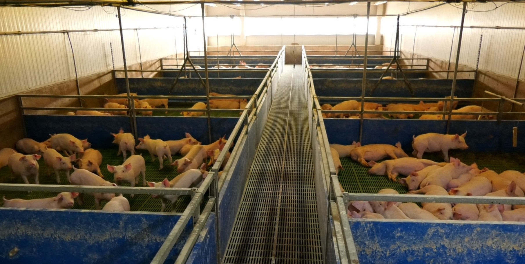 Crescătorii de porci pot cere ajutorul de stat de la APIA, în perioada 19 - 30 octombrie