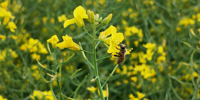 Insecticid autorizat pentru utilizare în situații de urgență, Irazu™ de la FMC