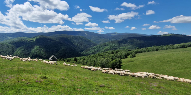 Cercetare și modernizare în pastoralismul montan