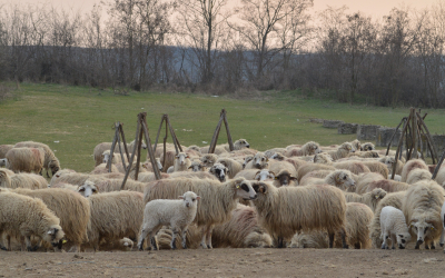 Deblocarea urgentă a exporturilor de ovine și caprine, dar și sprijin financiar pentru fermierii afectați. Solicitările și soluțiile propuse de Uniunea Oierilor