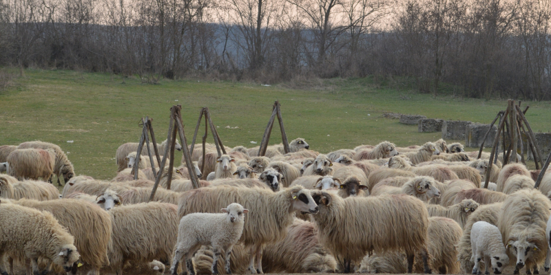 Deblocarea urgentă a exporturilor de ovine și caprine, dar și sprijin financiar pentru fermierii afectați. Solicitările și soluțiile propuse de Uniunea Oierilor