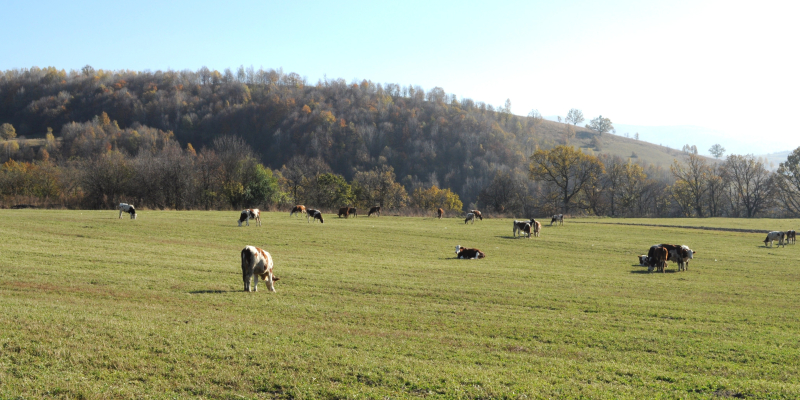 Ghidurile pentru schemele de ajutor de stat destinate crescătorilor de bovine și suine, publicate