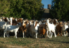 Apel al Cooperativei Caprirom Sud Muntenia