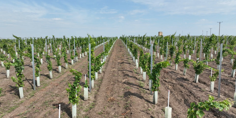 Finanțare pentru investiții în sectorul vitivinicol, din 17 august 2026