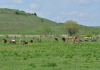 De la 1 septembrie, crescătorii de bovine și suine vor putea solicita ajutorul de stat