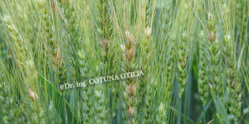 Cum vă puteți proteja culturile de Fusarium graminearum