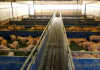 Crescătorii de porci pot cere ajutorul de stat de la APIA, în perioada 19 - 30 octombrie