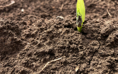 Agricultură fără neonicotinoide, dar cu ce costuri pentru fermierii din România?