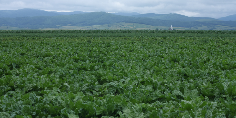 Istoria sfeclei de zahăr în România. Aspecte despre cultivare și industrializare