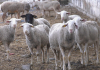 O piață pierdută se recuperează greu. Uniunea Oierilor solicită autorităților deblocarea exporturilor de ovine și caprine