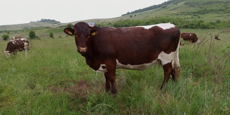 Cercetări privind compatibilitatea încrucișării raselor de taurine autohtone cu rase rustice de carne