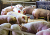 Ajutorul de stat pentru crescătorii de porci, aprobat de Comisia Europeană