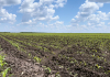 Dezvoltarea unor noi caractere la porumb cu ajutorul inteligenței artificiale și a editării genetice multiplex
